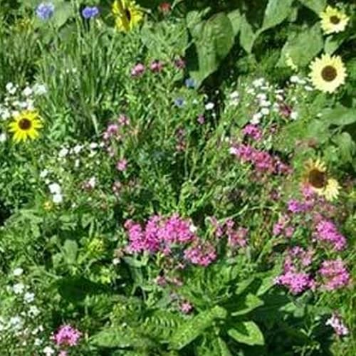 Mountain Valley Seed Co Northeastern Wildflower Seed 5 Lb 3.2 Million Seeds (80 Ounce)