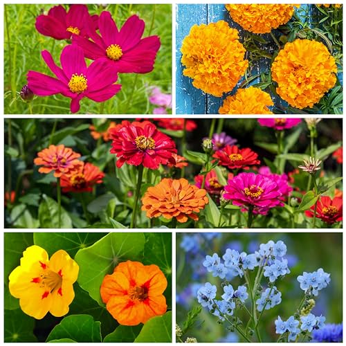Flower Seeds Hummingbird and Butterfly Mix 1 Ounce Bulk Pack