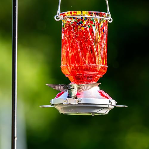 Hummingbird Feeders for Outdoors with Ant Moat