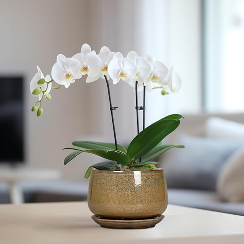 6 Inch Plant Pot (5 Inch / Speckled Brown)