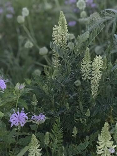 Native Grass & Wildflower Refuge