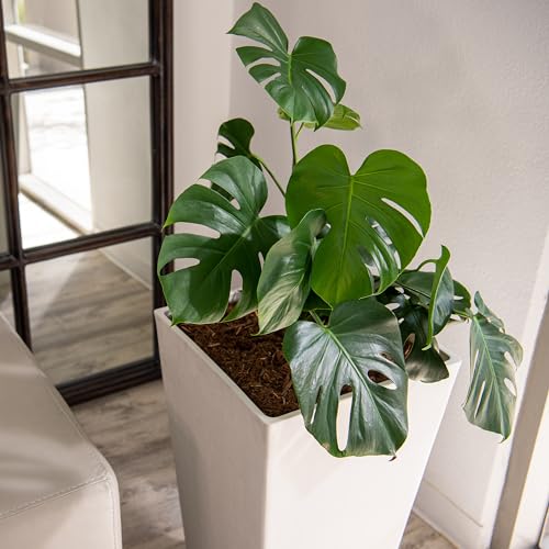 30 Inch Tall Tapered Indoor and Outdoor (White / 30" H)