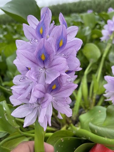 15 Water Hyacin Floating Water Garden Pond Plants (15 Count)