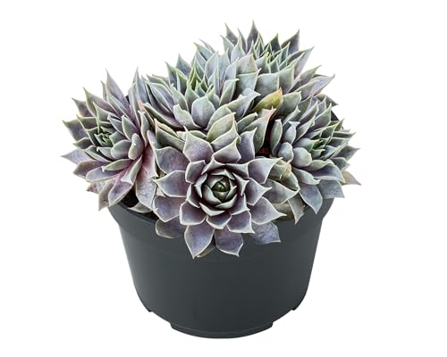 Sempervivum 'Grey Lady' (Sempervivum 'Grey Lady')