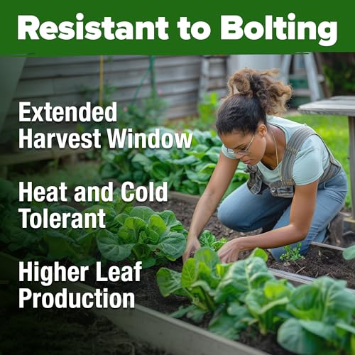 Parris Island Romaine Lettuce Seeds (2 Count)