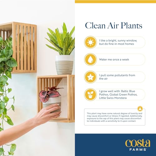 Mini Houseplants (Mini (4 Inches Tall) / 20-Pack)