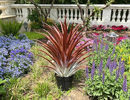 Hyper Realistic Big Red Artificial Aloe Vera Plant 26 Inches Tall. Large Faux Agave in Matte Black Pot