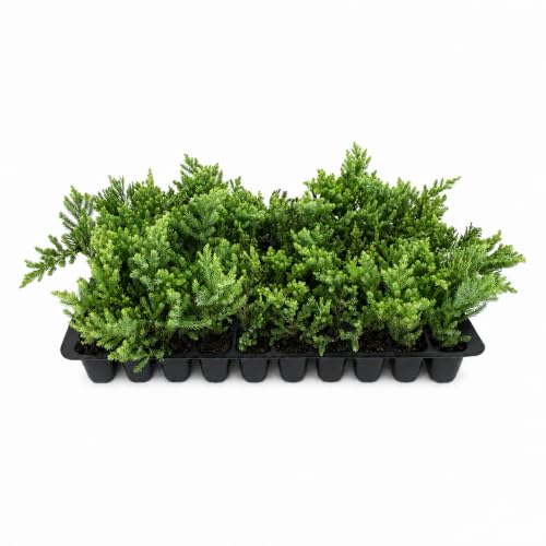 San Jose Juniper (2 Inch / 50 Plants)