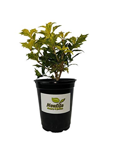Goshiki Variegated Tea Olive (Quart Pot / Goshiki)