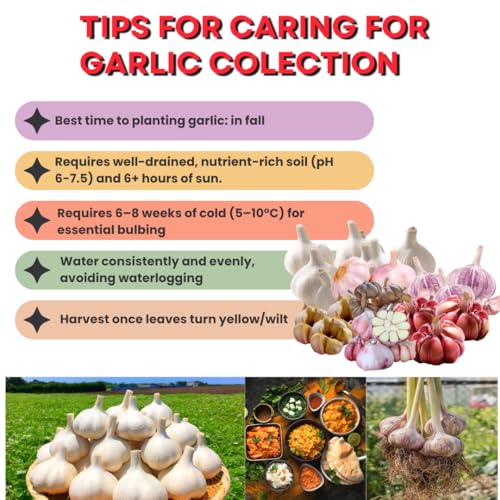 1 LB Top Size Hardneck Softneck Garlic Bulbs for Planting in Fall (Random Mix)
