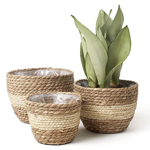 Seagrass Basket Planters for Indoor Plants