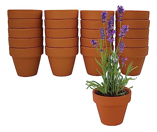 Seeds Lavender Grow Kit 20 (20 Count)