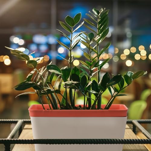 6 Set Window Herb Planter Box Self Watering Plant Pots 10.6 Inch Rectangular Herb Pots Decorative Garden Flower Box for Indoor (6 Count)