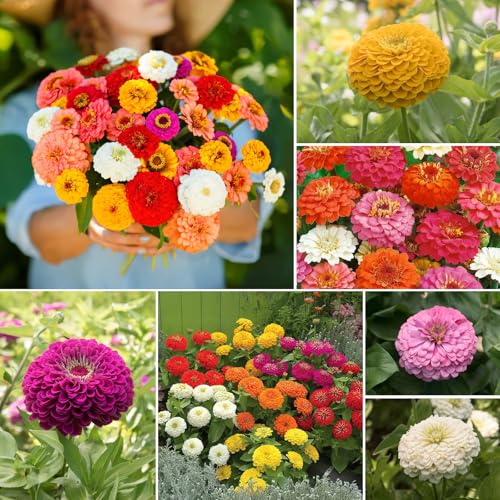 Zinnia Seeds Mix for 2026