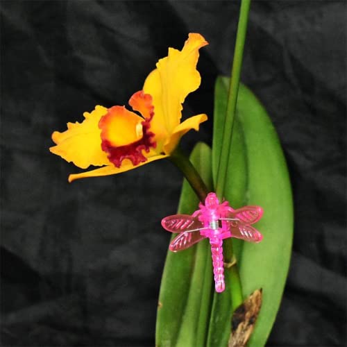 100Pcs Plant Orchid Support (Rose Red)