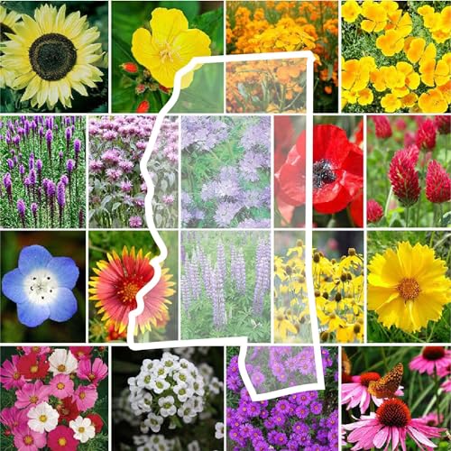 Mississippi Wildflower Mixed Seeds for Planting