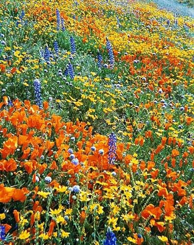California Native Mixed Wildflowers (10000 Count)