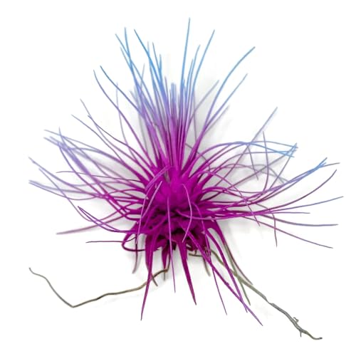 Thin Air Plant (Rainbow #2)