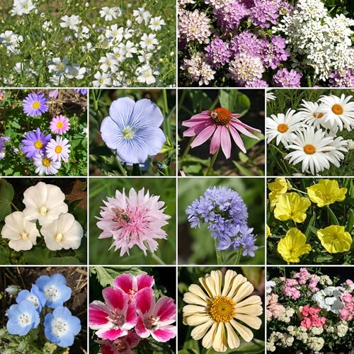 Pastel Bulk Wildflower Seeds (16 Ounce)