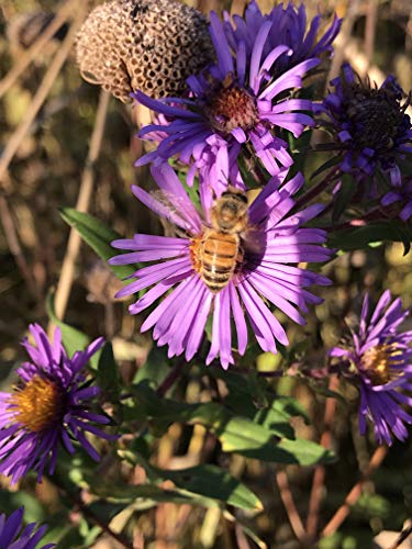 Native Grass & Wildflower Refuge