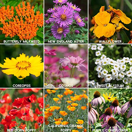 Mountain Valley Seed Co Wildflower Seed 2 Oz. 80