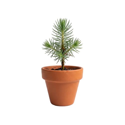Seeds Spruce Tree Grow Kit 12 (12 Count)