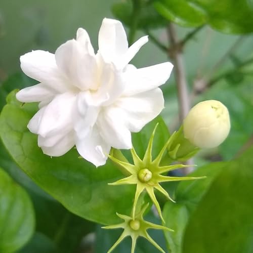 Arabian Jasmine Mogra (2 Count)
