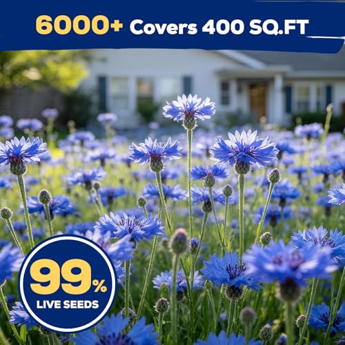 6000+ Cornflower Seeds Perennial for Planting