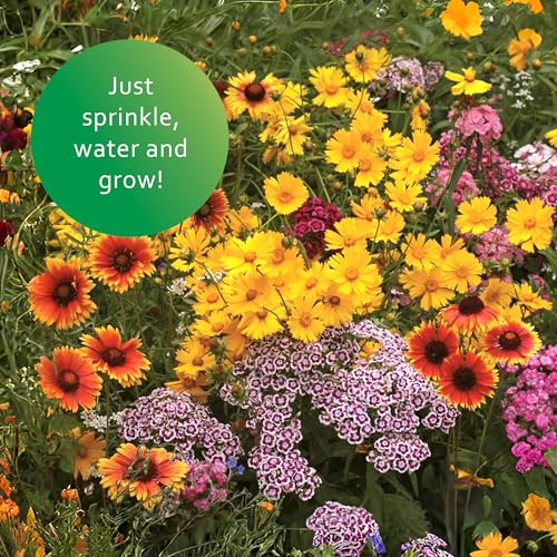 Perennial Wildflower Mix
