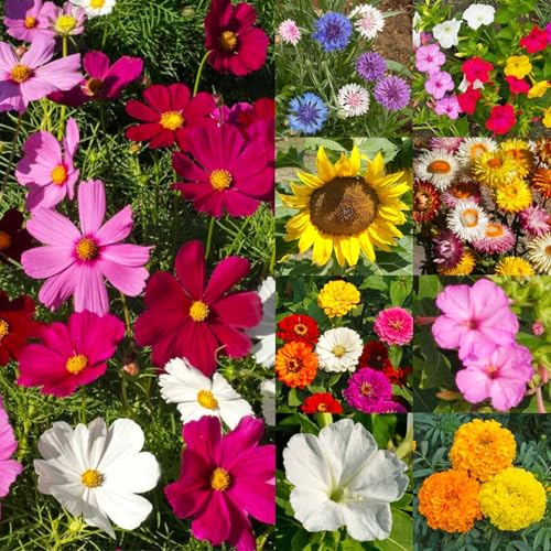 Wildflower Seeds Large Blooms Mix 10 Bulk Packs (10 Count)