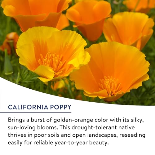 American Wild Wildflower Seeds