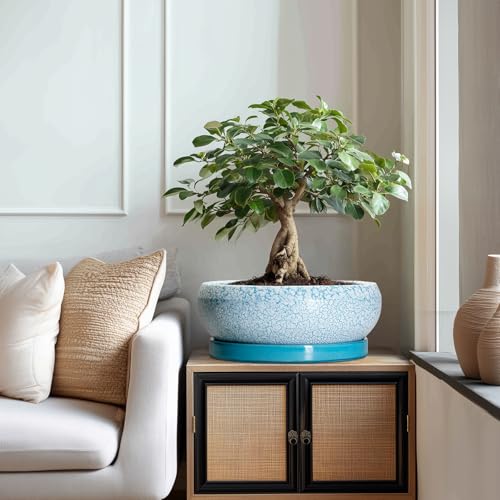 Bonsai Pots 13 Inch Ceramic Succulent Pots with Drainage Hole and Tray (13 Inch / Blue-white)