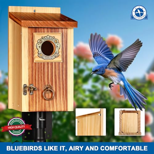 2 Pack Premium Bird House