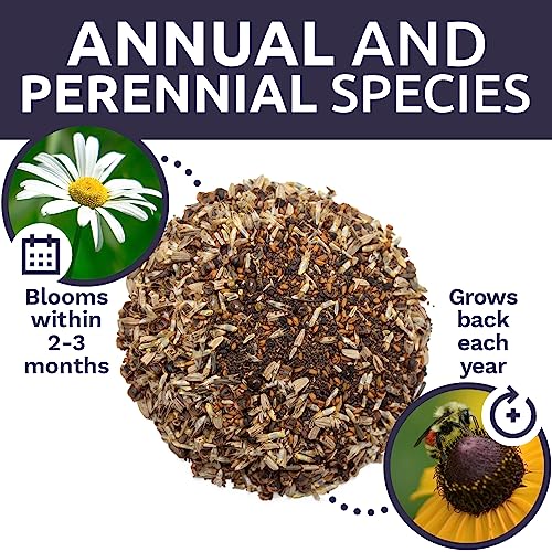 Northeast Wildflower Seed Regional Mixes