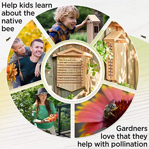 Native Bee Observatory