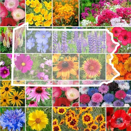 Pennsylvania Wildflower Mixed Seeds for Planting