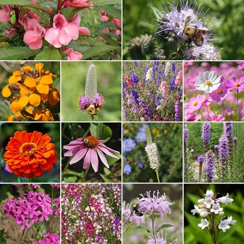 Bumblebee Buffet Bulk Wildflower Seeds (16 Ounce)