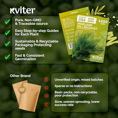 1 250 Dill Heirloom Herb Seeds for Planting
