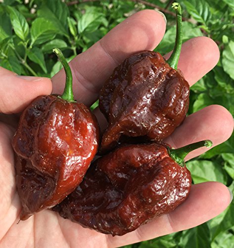 Kraken Scorpion Pepper Premium Seeds for Planting Packet (10 Count)