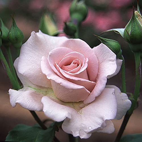 Heirloom Hybrid Tea Roses (Stainless Steel)
