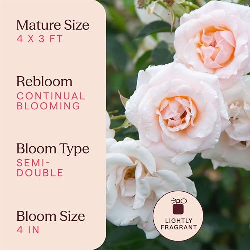Heirloom Floribunda Roses (Pretty Lady)