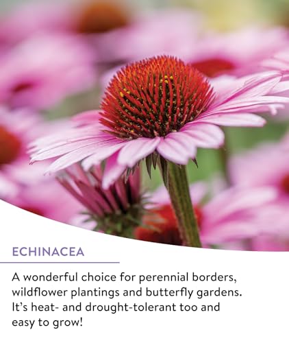 Wildflower 25