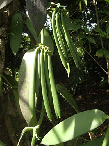 25 Vanilla Beans Grade A Tahitian for Extract (25 Count (Pack of 1))
