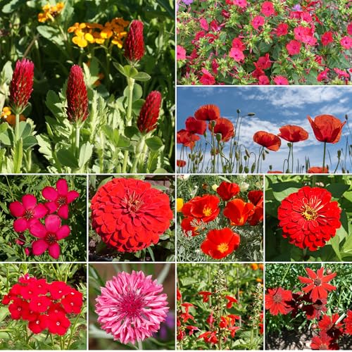 Red Bulk Wildflower Seeds (16 Ounce)