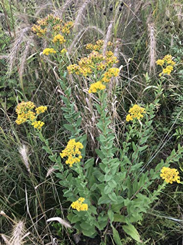 Native Grass & Wildflower Refuge