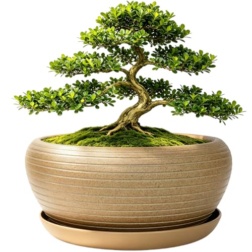 9.5” Round Large Ceramic Bonsai Bowl Planter (9.5")