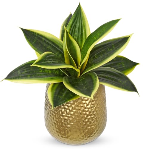 Artificial Snake Plants 9" Faux Agave Succulent Plant Potted in Gold Metal Pot Fake Sansevieria Aloe Tropical Plant for Desk Modern Office Home Bathroom Indoor Outdoor Decor