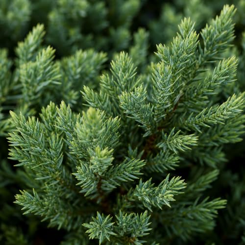 San Jose Juniper (2 Inch / 50 Plants)