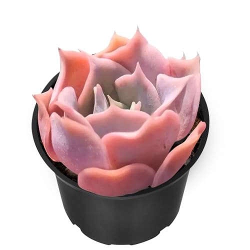 Echeveria Desert Camels Live Succulent Plant (Echeveria Desert Camels)