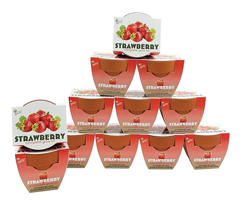 Seeds Alpine Strawberry Grow Kit 12 (Terracotta)